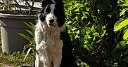 Attila a rejoint le concours — aidez-le/la à gagner de superbes lots ! animal, black_and_white, border_collie, bush, canine, daylight, dog, fence, garden, grass, greenery, nature, outdoor, pet, plant, portrait, sitting, summer, sunlight, wooden_deck