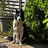 dog, border_collie, black_and_white, sitting, outdoor, sunlight, wooden_deck, greenery, bush, plant, fence, pet, canine, animal, summer, nature, grass, garden, daylight, portrait