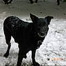 dog, black_dog, snow, outdoor, animal, pet, winter, curious, standing, fur, nature, canine, cold, grass, ground, ears, alert, timestamp, daytime, backyard
