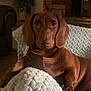animal, blanket, brown_dog, companion, couch, cozy, dachshund, dog, fireplace, furniture, home, indoor, knit_blanket, living_room, looking_at_camera, pet, plant, portrait, relaxed, warm_lighting