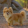 Atlanta a rejoint le concours — aidez-le/la à gagner de superbes lots ! dog, small_dog, fluffy, golden_brown, outdoor, path, rocky, tongue_out, ears_perked, happy, pet, canine, nature, sunlight, animal, fur, tail, standing, portrait, blurred_background