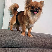 Atlanta a rejoint le concours — aidez-le/la à gagner de superbes lots ! dog, small_dog, fluffy, tongue_out, pet, indoor, couch, furniture, brown_dog, happy, standing, long_hair, tail, canine, domestic_animal, companion, cute, house, wall, harness