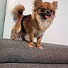 brown_dog, canine, companion, couch, cute, dog, domestic_animal, fluffy, furniture, happy, harness, house, indoor, long_hair, pet, small_dog, standing, tail, tongue_out, wall