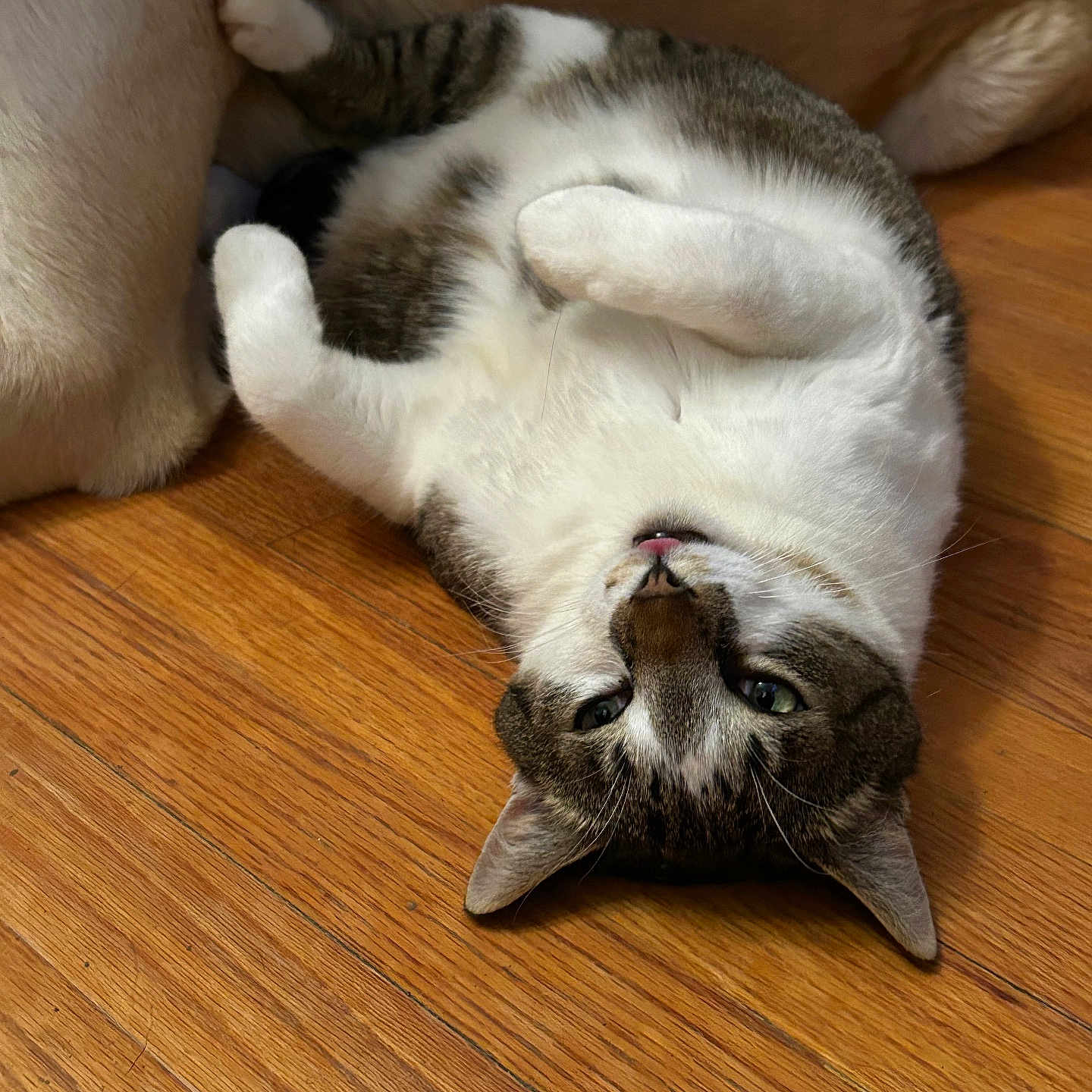 Max is registered to the contest to win money with this photo: animal_pair, brown, cat, companions, cozy, cute, dog, domestic_animal, flooring, furry, indoor, lying_down, pet, playful, relaxed, resting, striped, tongue_out, white, wooden_floor