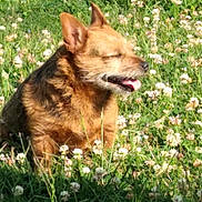 Shug is registered to the contest to win money with this photo: animal, brown, closeup, content, daytime, dog, field, flora, flower, grass, greenery, mammal, nature, outdoor, peaceful, pet, sitting, small_dog, sunlight, tongue_out