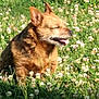 animal, brown, closeup, content, daytime, dog, field, flora, flower, grass, greenery, mammal, nature, outdoor, peaceful, pet, sitting, small_dog, sunlight, tongue_out