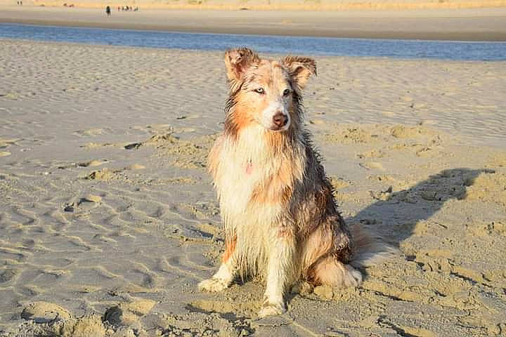Falka participe au concours pour gagner de l'argent avec cette photo : beach, body_of_water, canidae, carnivore, coast, companion_dog, dog, dog_breed, herding_dog, landscape, ocean, sand, sea, shore, sporting_group, water, wave, wind_wave, wood, working_dog