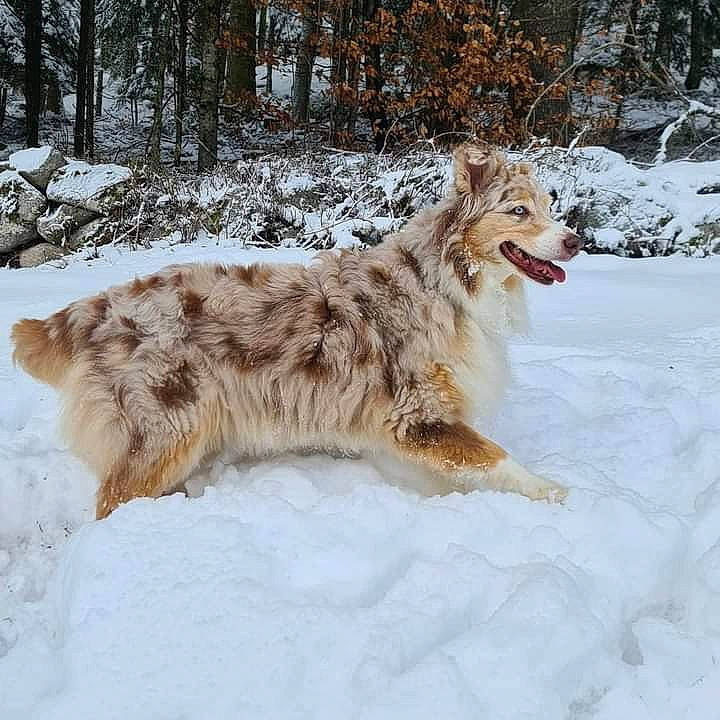 Falka a rejoint le concours — aidez-le/la à gagner de superbes lots ! borzoi, canidae, canis, carnivore, dog, dog_breed, freezing, fur, herding_dog, plant, snow, sporting_group, tail, terrestrial_animal, tree, wildlife, winter, wolf, wood, working_dog