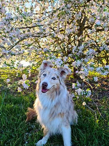 Falka a rejoint le concours — aidez-le/la à gagner de superbes lots ! blossom, botany, canis, carnivore, companion_dog, dog, dog_breed, flower, fur, grass, nature, people_in_nature, plant, sporting_group, tail, terrestrial_animal, tree, twig, whiskers, working_dog