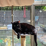 Spoopy joined the competition — help win amazing prizes! cat, black_cat, cat_tree, window, curtain, sunlight, indoor, pet, feline, green_eyes, relaxing, perch, string_lights, garden, bags, fence, daylight, animal, whiskers, tail