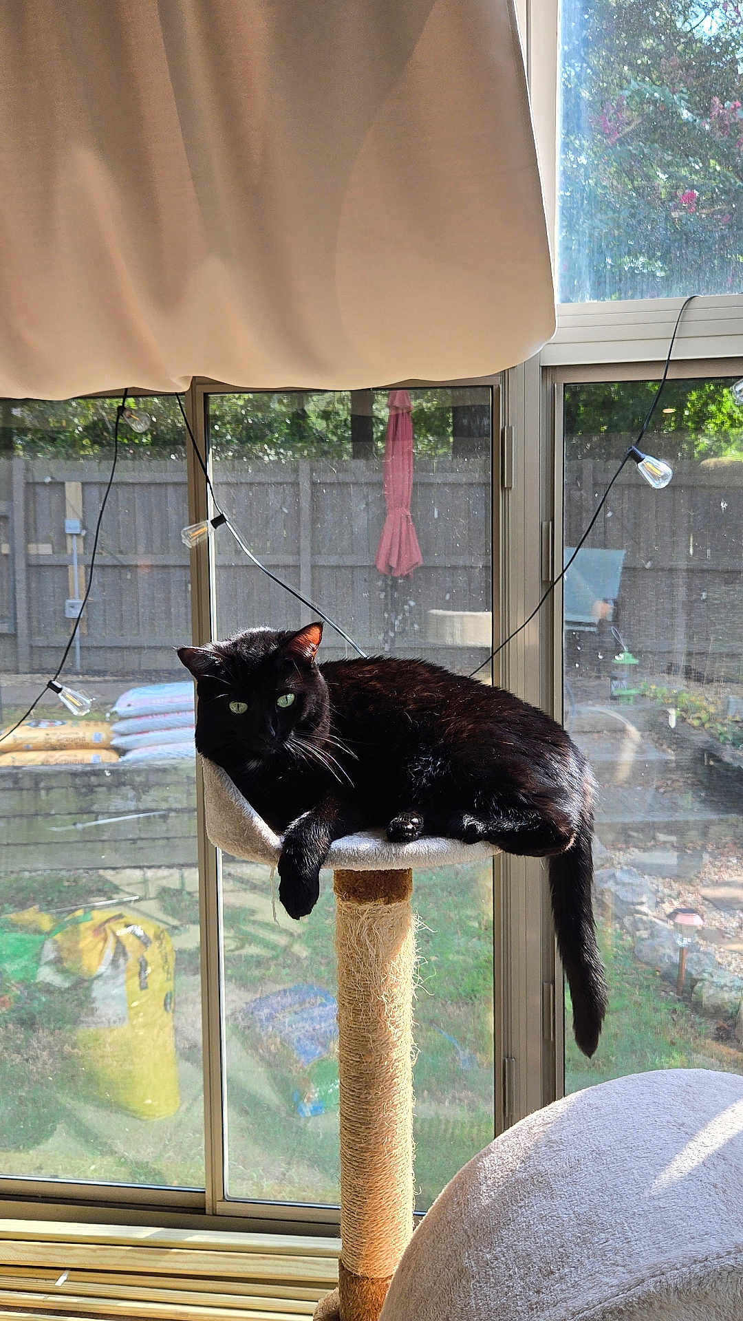 Spoopy joined the competition — help win amazing prizes! cat, black_cat, cat_tree, window, curtain, sunlight, indoor, pet, feline, green_eyes, relaxing, perch, string_lights, garden, bags, fence, daylight, animal, whiskers, tail