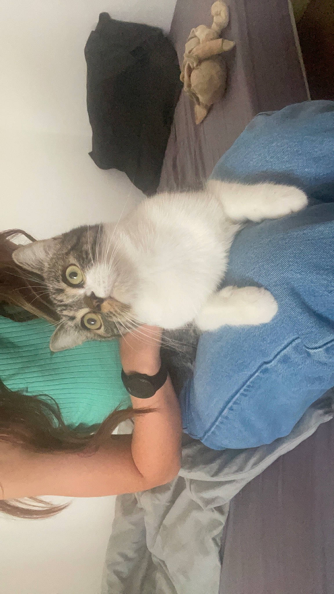 Minouche participe au concours pour gagner de l'argent avec cette photo : art, carnivore, cat, chair, claw, comfort, domestic_short_haired_cat, fawn, felidae, fur, gesture, lap, nail, nap, paw, small_to_medium_sized_cats, tail, whiskers