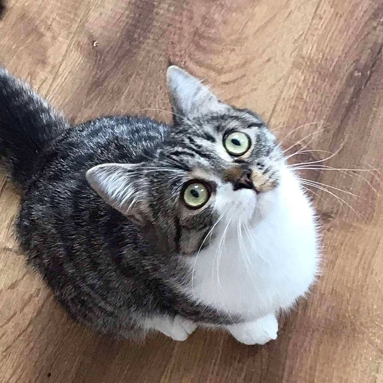 Minouche participe au concours pour gagner de l'argent avec cette photo : carnivore, cat, domestic_short_haired_cat, door, felidae, flooring, fur, grey, hardwood, paw, small_to_medium_sized_cats, snout, tail, terrestrial_animal, whiskers, wood, wood_flooring