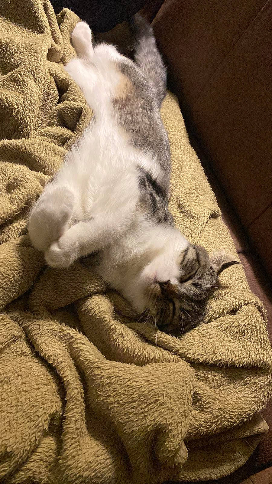 Minouche a rejoint le concours — aidez-le/la à gagner de superbes lots ! canidae, carnivore, cat, claw, comfort, dog_breed, domestic_short_haired_cat, felidae, flooring, fur, grey, hardwood, human_leg, linens, paw, small_to_medium_sized_cats, snout, tail, whiskers, wood