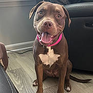 Cocoa is registered to the contest to win money with this photo: dog, brown_dog, pet, indoor, floor, wooden_floor, pink_collar, happy, sitting, tongue_out, ears, face, animal, living_room, couch, window, natural_light, fur, paw, tail