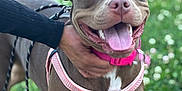 Cocoa is registered to the contest to win money with this photo: dog, canine, pet, animal, outdoor, grass, harness, collar, happy, tongue_out, brown_dog, person, hand, black_sleeves, leash, close_up, smiling_dog, daylight, nature, playful