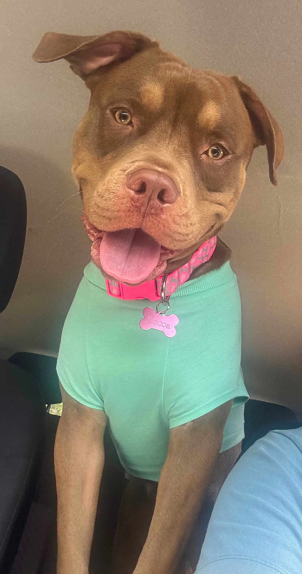 Cocoa is registered to the contest to win money with this photo: dog, pitbull, pet, mint_green_shirt, pink_collar, bone_tag, car_interior, happy, tongue_out, ears_up, smiling, close_up, sitting, canine, domestic_animal, cute, friendly, portrait, animal, inside_car