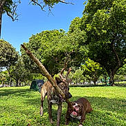 Kira joined the competition — help win amazing prizes! animal, canine, competition, daytime, dog, dogs, friendly, fun, grass, greenery, nature, outdoor, park, pets, playing, stick, summer, sunny, trees, tug_of_war