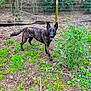 dog, brindle, outdoors, grass, plants, fence, smile, ears_up, garden, canine, portrait, greenery, nature, leafy, soil, playful, pet, collar, ground, purple_flowers