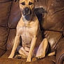 animal, brown_leather_couch, canine, companion, cute, dog, domestic, ears, expression, fur, furniture, home, indoor, mammal, paw, pet, portrait, relaxed, sitting, snout