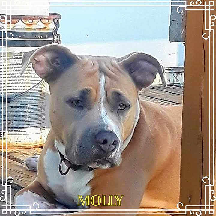 Molly joined the competition — help win amazing prizes! ancient_dog_breeds, canidae, carnivore, collar, companion_dog, dog, dog_breed, dog_collar, fawn, metal, non_sporting_group, photo_caption, rectangle, snout, sporting_group, terrestrial_animal, whiskers, working_animal, working_dog