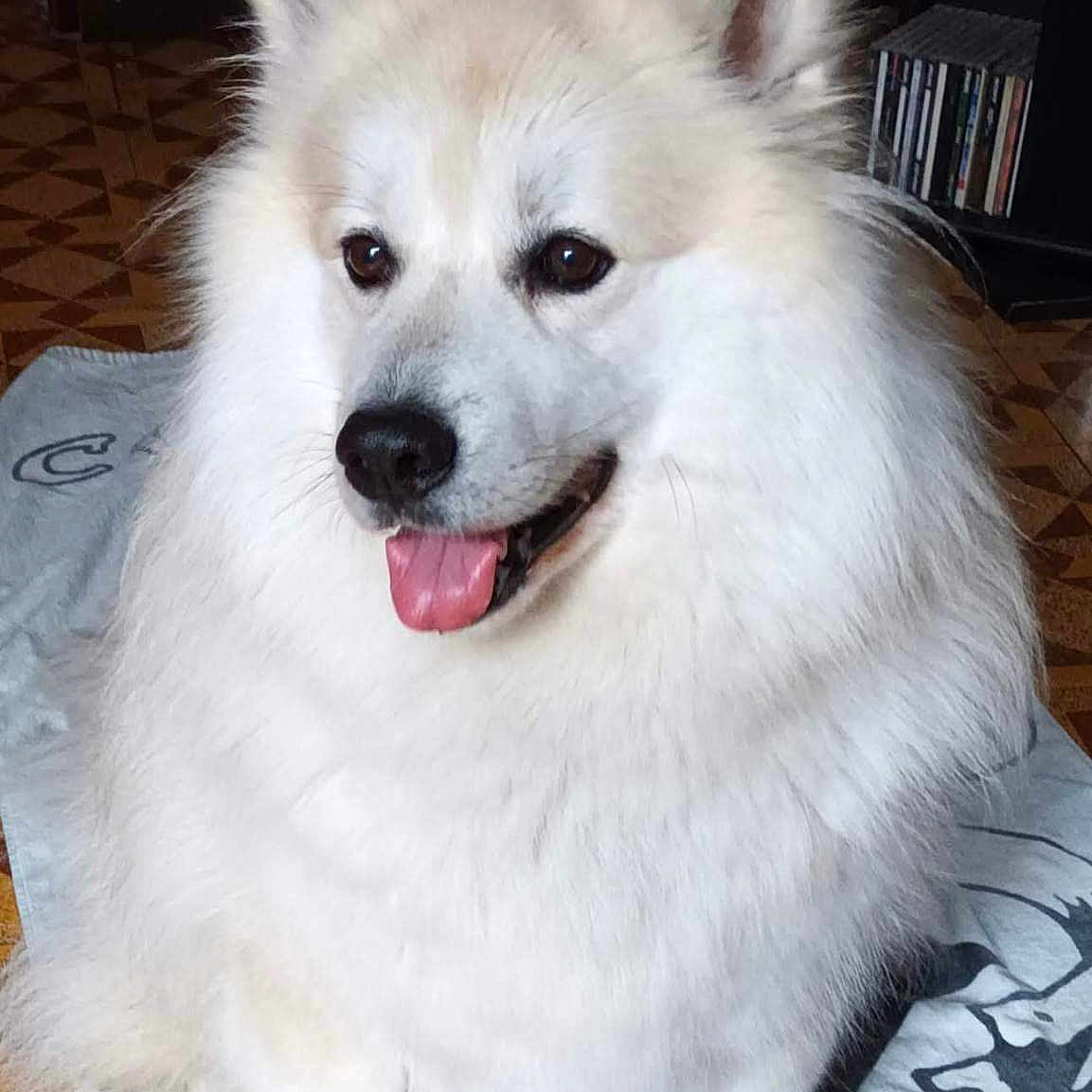 Oliver participe au concours pour gagner de l'argent avec cette photo : animal, canine, companion, dog, domestic_animal, ears, eyes, floor, fluffy, fur, furniture, happy, indoor, nose, pet, portrait, sitting, tongue_out, towel, white_dog
