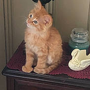 Louie joined the competition — help win amazing prizes! kitten, cat, orange_cat, fluffy, pet, table, decor, candle, swan_figurine, crocheted_cloth, wooden_furniture, indoor, cute, small_animal, curious, portrait, domestic, feline, animal, soft_lighting