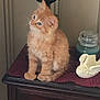 kitten, cat, orange_cat, fluffy, pet, table, decor, candle, swan_figurine, crocheted_cloth, wooden_furniture, indoor, cute, small_animal, curious, portrait, domestic, feline, animal, soft_lighting