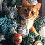 Louie is registered to the contest to win money with this photo: cat, christmas_tree, ornament, orange_cat, holiday, greenery, decorations, festive, curious, indoor, animal, pet, closeup, face, feline, nature, celebration, holiday_decor, cute, tree