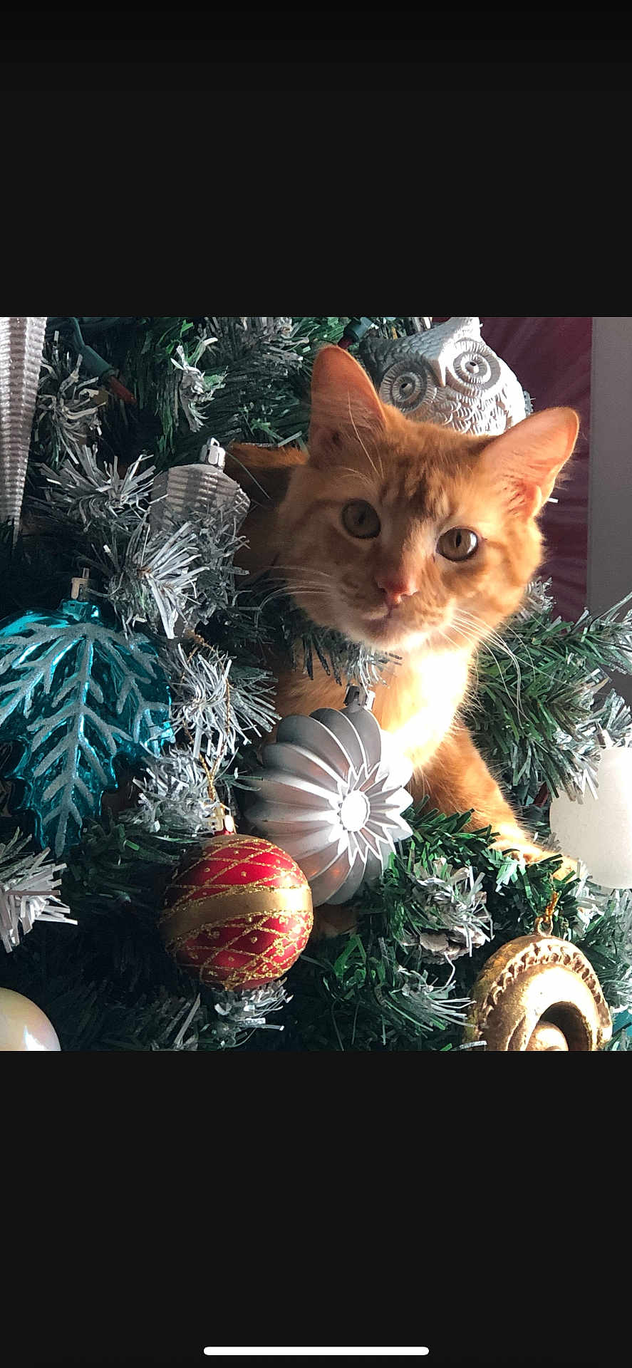 Louie is registered to the contest to win money with this photo: cat, christmas_tree, ornament, orange_cat, holiday, greenery, decorations, festive, curious, indoor, animal, pet, closeup, face, feline, nature, celebration, holiday_decor, cute, tree
