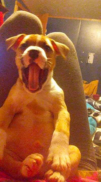 Clyde is registered to the contest to win money with this photo: carnivore, chest, comfort, companion_dog, dog, dog_breed, fawn, flooring, fur, liver, paw, pet_supply, snout, sporting_group, tail, terrestrial_animal, trunk, whiskers, working_animal, wrinkle