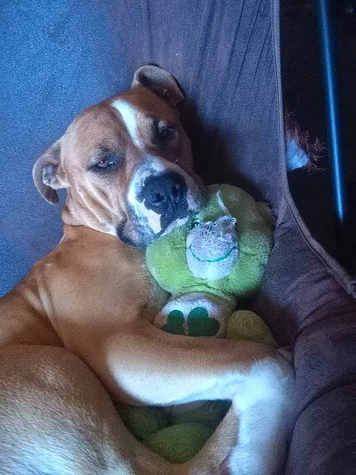 Clyde is registered to the contest to win money with this photo: bored, boxer, canidae, carnivore, comfort, companion_dog, dog, dog_breed, dog_supply, fawn, hound, non_sporting_group, paw, puppy, snout, sporting_group, whiskers, working_animal, working_dog