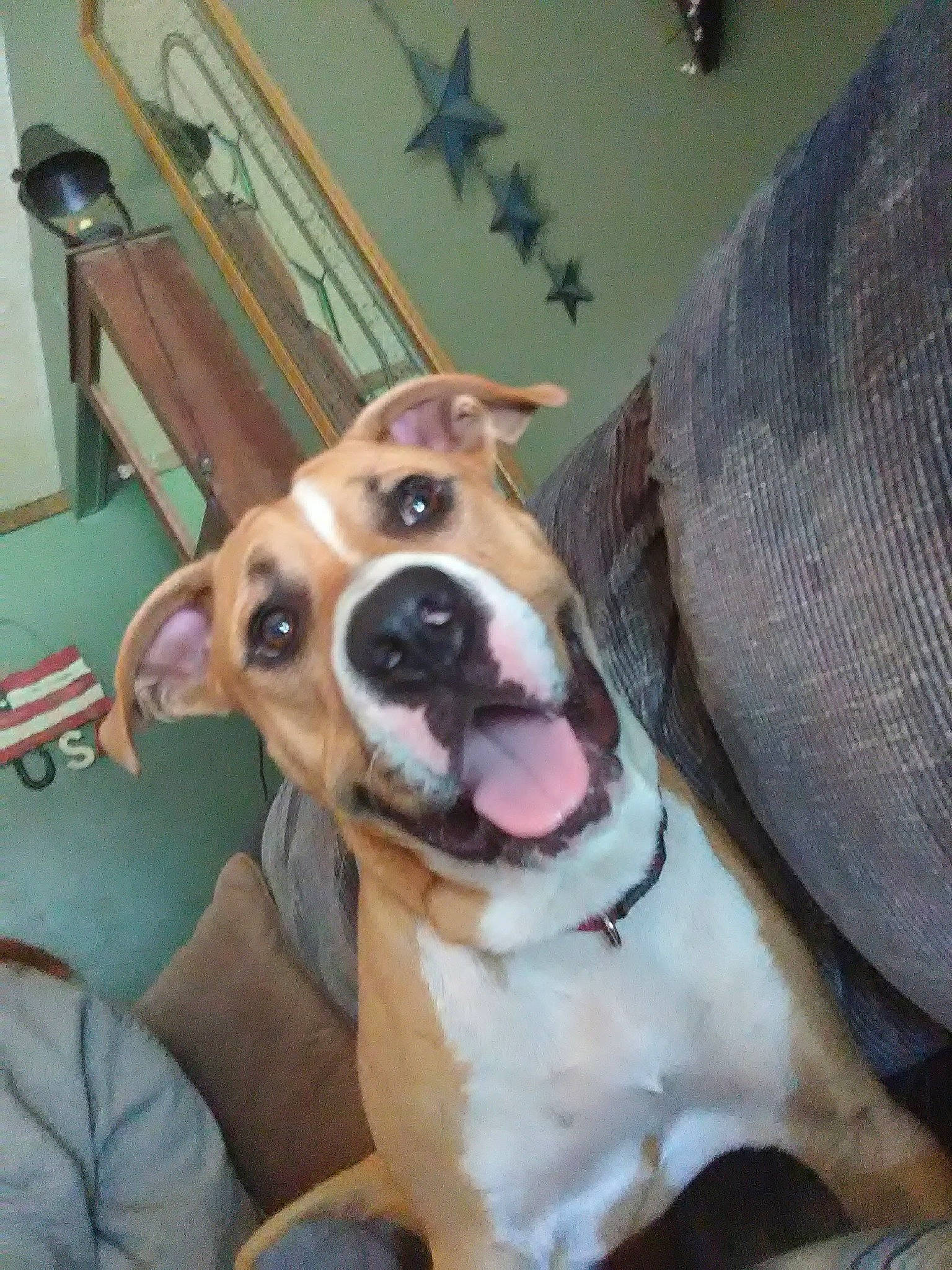 Clyde is registered to the contest to win money with this photo: canidae, carnivore, chair, collar, comfort, companion_dog, couch, dog, dog_breed, dog_collar, fawn, fur, hound, non_sporting_group, picture_frame, snout, sporting_group, terrier, whiskers, working_animal