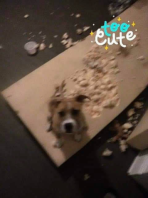 Clyde is registered to the contest to win money with this photo: canidae, carnivore, circle, companion_dog, darkness, dog, dog_breed, event, fawn, floor, flooring, font, shadow, snout, space, sporting_group, toy_dog, triangle, whiskers, wood