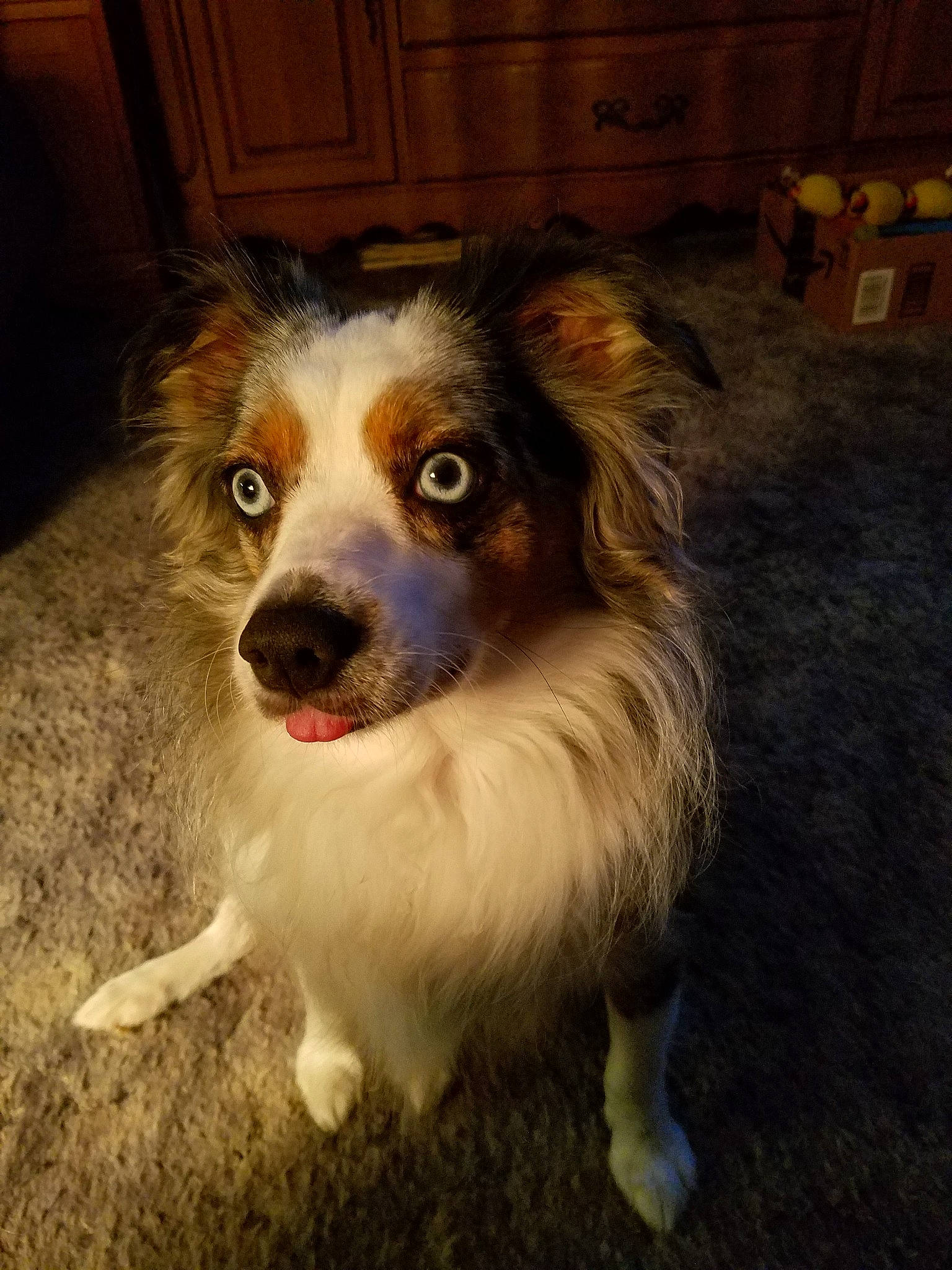 Pyper joined the competition — help win amazing prizes! australian_collie, australian_shepherd, canidae, carnivore, companion_dog, dog, dog_breed, fawn, mammal, miniature_australian_shepherd, nose, papillon, phalene, rare_breed_dog, small_greek_domestic_dog, snout, sporting_group, vertebrate, whiskers