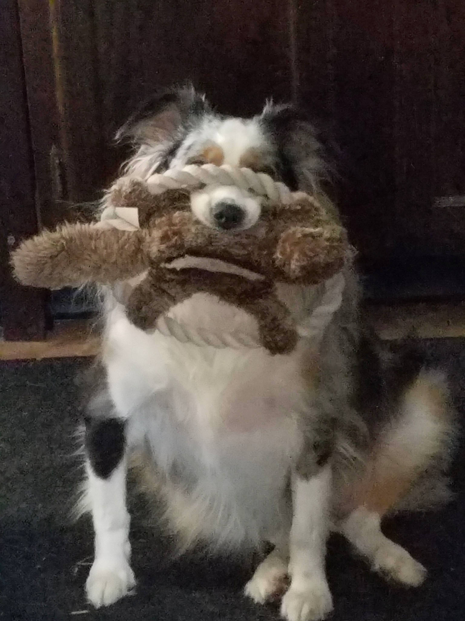 Pyper joined the competition — help win amazing prizes! australian_shepherd, border_collie, canidae, carnivore, companion_dog, dog, dog_breed, mammal, snout, sporting_group, vertebrate