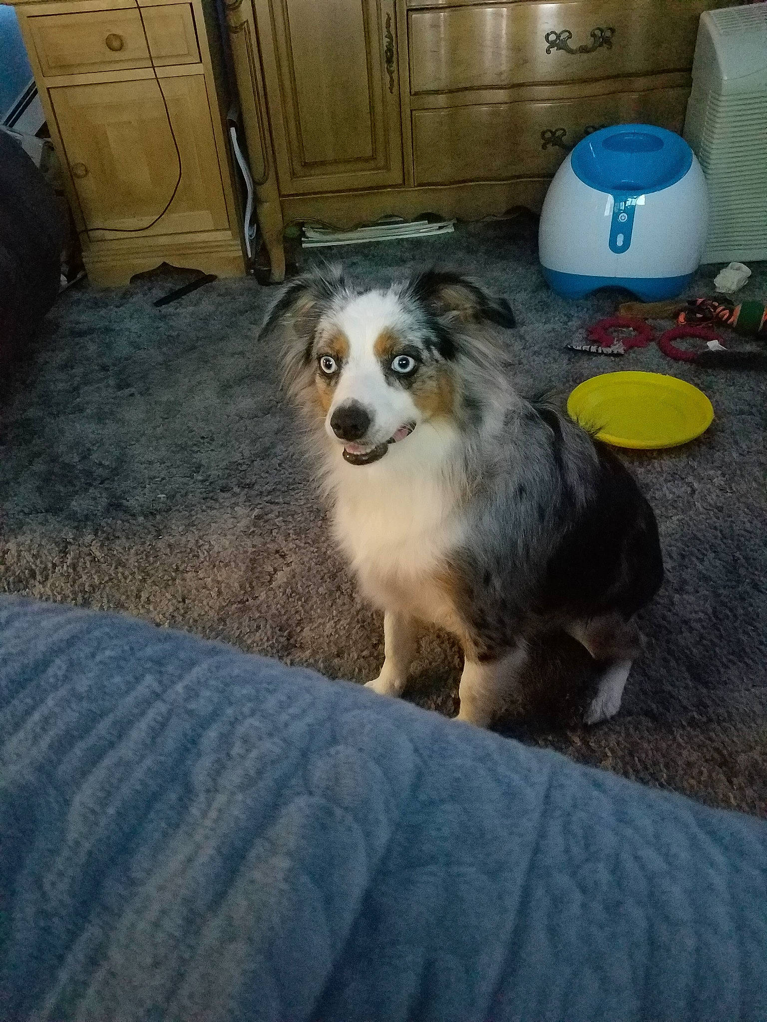 Pyper joined the competition — help win amazing prizes! australian_collie, australian_shepherd, canidae, carnivore, companion_dog, dog, dog_breed, mammal, miniature_australian_shepherd, puppy, rare_breed_dog, texas_heeler, vertebrate, working_dog
