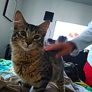 Sable joined the competition — help win amazing prizes! animal, bed, blanket, blurred_hand, casual, cat, cozy, curious, domestic, fur, furniture, hand, indoor, interaction, living_room, person, pet, striped, tabby, television