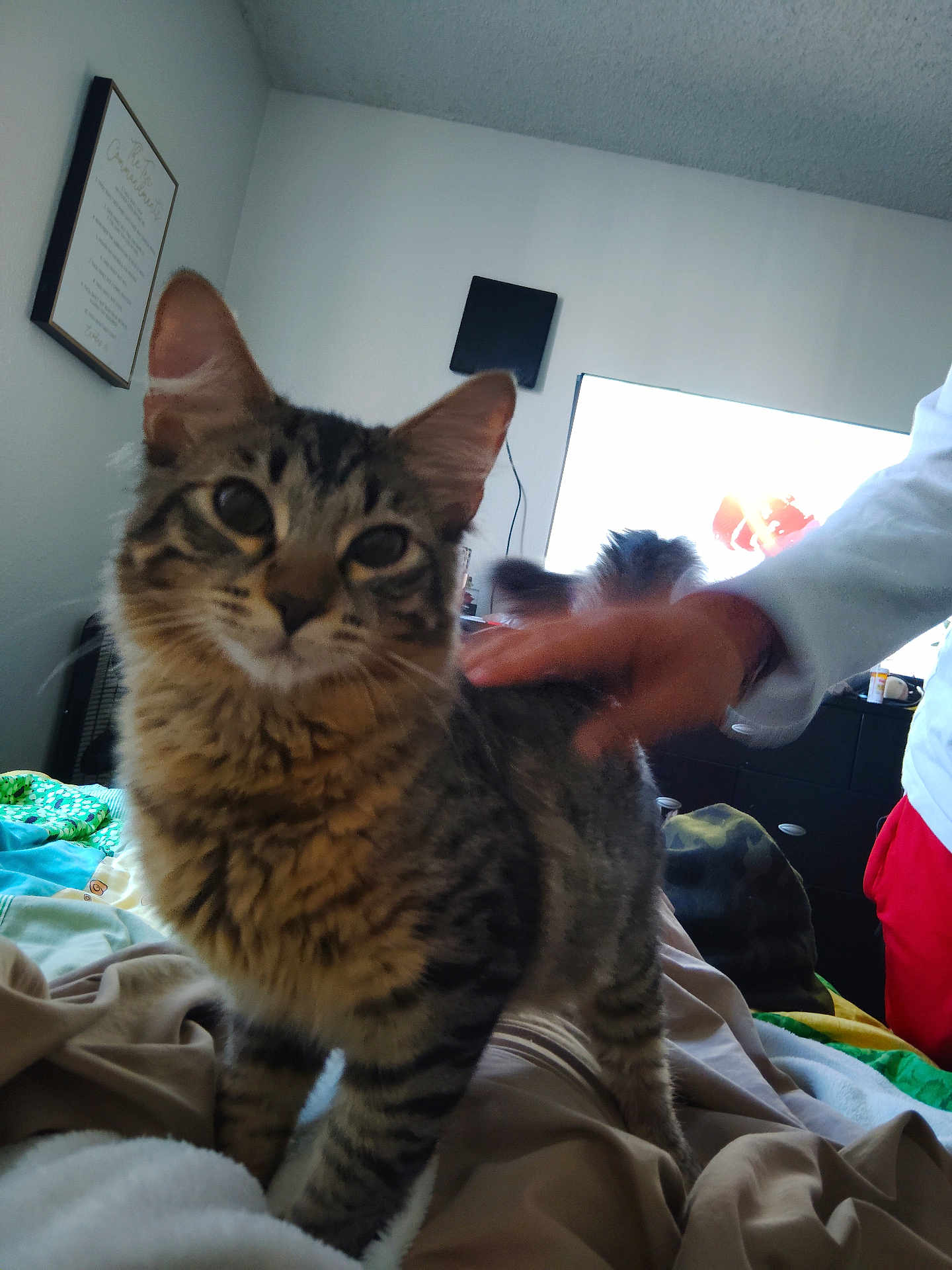 Sable joined the competition — help win amazing prizes! animal, bed, blanket, blurred_hand, casual, cat, cozy, curious, domestic, fur, furniture, hand, indoor, interaction, living_room, person, pet, striped, tabby, television