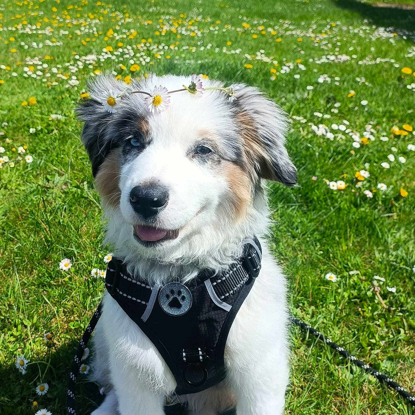 Sky participe au concours pour gagner de l'argent avec cette photo : animal, architecture, building, canine, daisy, dog, field, flower, grass, grassland, green, lawn, nature, outdoors, pet, petal, plant, puppy, shelter, summer