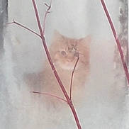 Scruffy is registered to the contest to win money with this photo: cat, kitten, orange_cat, fluffy, animal, pet, face, eyes, ears, whiskers, furry, small, cute, portrait, closeup, indoor, soft_focus, pastel, branches, dreamy