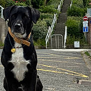 Django participe au concours pour gagner de l'argent avec cette photo : dog, black_dog, white_paw, collar, street, road, stairs, greenery, plants, urban, outdoor, pet, animal, sitting, sidewalk, daytime, quiet, fence, sign, nature