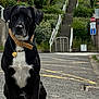 dog, black_dog, white_paw, collar, street, road, stairs, greenery, plants, urban, outdoor, pet, animal, sitting, sidewalk, daytime, quiet, fence, sign, nature