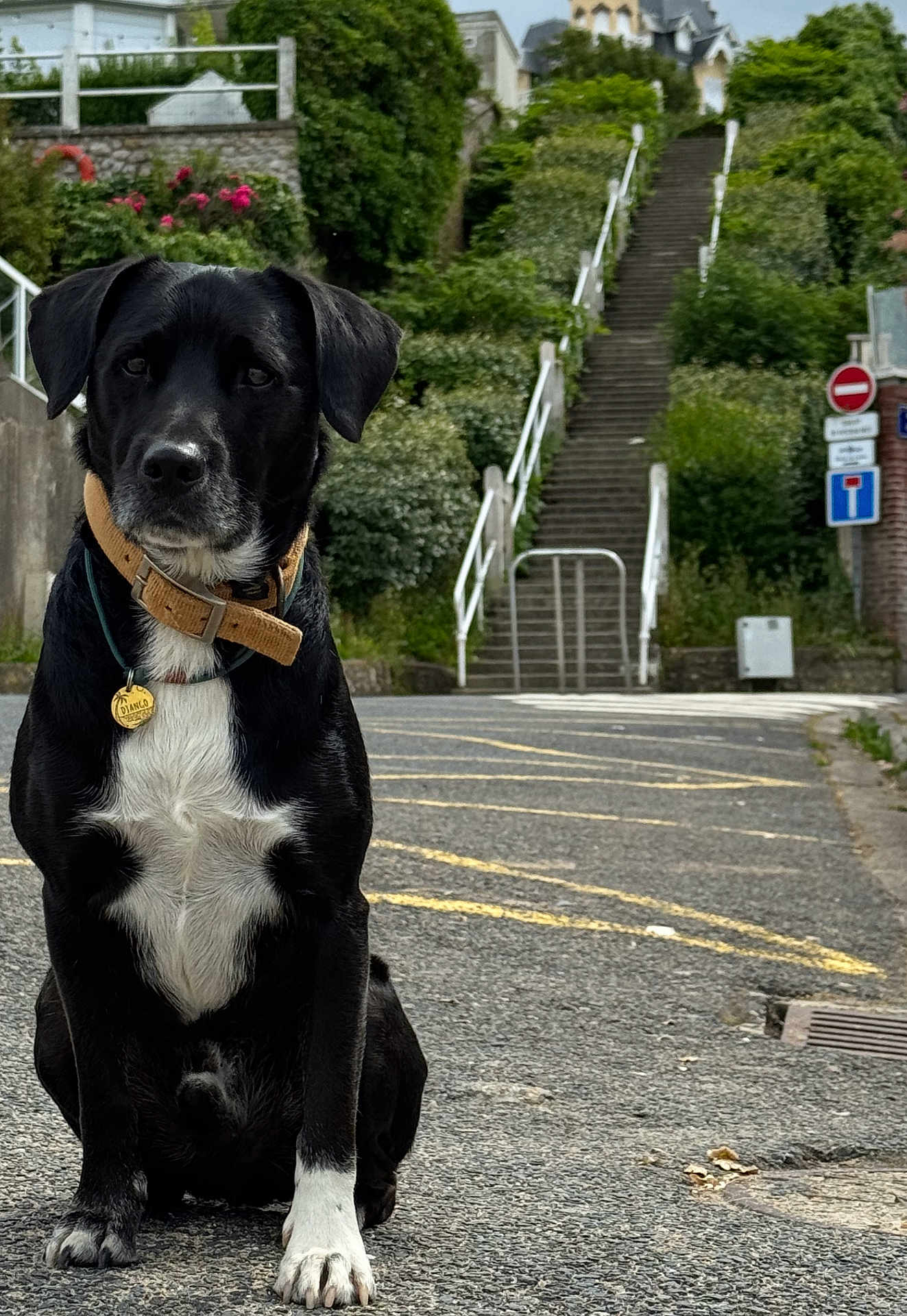 Django participe au concours pour gagner de l'argent avec cette photo : dog, black_dog, white_paw, collar, street, road, stairs, greenery, plants, urban, outdoor, pet, animal, sitting, sidewalk, daytime, quiet, fence, sign, nature