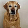 animal, black_nose, brown_fur, centered_subject, dark_eyes, dog, floor, floppy_ears, gallery_interface, golden_fur, golden_retriever, indoor, living_room, pet, phone_screenshot, photography, portrait, serious_expression, sitting, wall