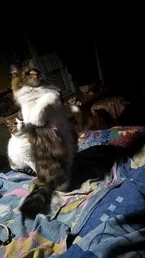 Chaton