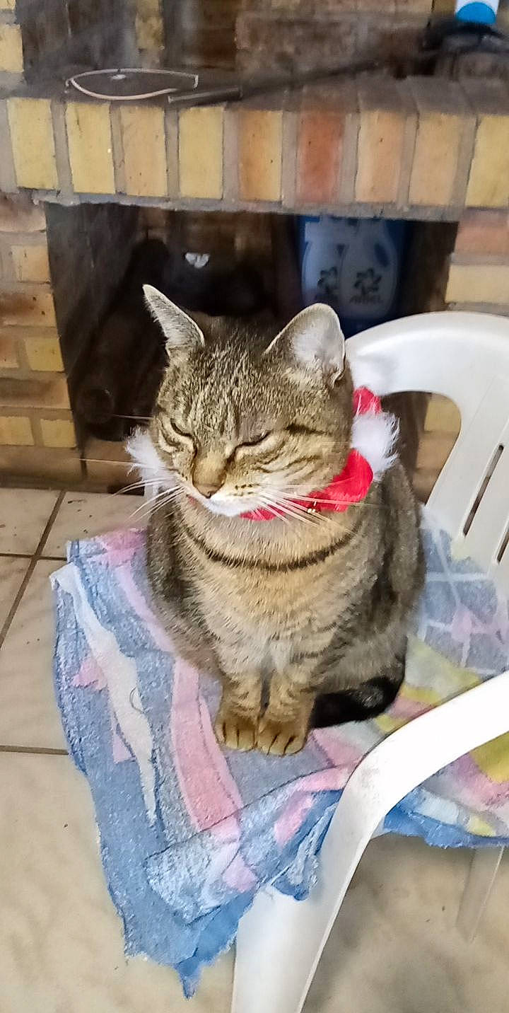 Pepette participe au concours pour gagner de l'argent avec cette photo : aegean_cat, american_shorthair, asian, australian_mist, california_spangled, carnivore, cat, domestic_short_haired_cat, dragon_li, european_shorthair, felidae, german_rex, kitten, mammal, ocicat, pixie_bob, small_to_medium_sized_cats, snout, tabby_cat, whiskers