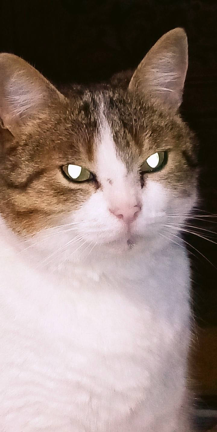 Poponnette participe au concours pour gagner de l'argent avec cette photo : aegean_cat, american_wirehair, asian, british_semi_longhair, carnivore, cat, domestic_short_haired_cat, european_shorthair, eye, felidae, german_rex, kitten, mammal, ojos_azules, small_to_medium_sized_cats, snout, vertebrate, whiskers