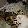 cat, tabby_cat, orange_and_white_cat, sleeping, snuggling, bed, blanket, folded_clothes, cozy, pets, animal, fur, whiskers, relaxation, indoor, cute, friendship, resting, domestic, companion