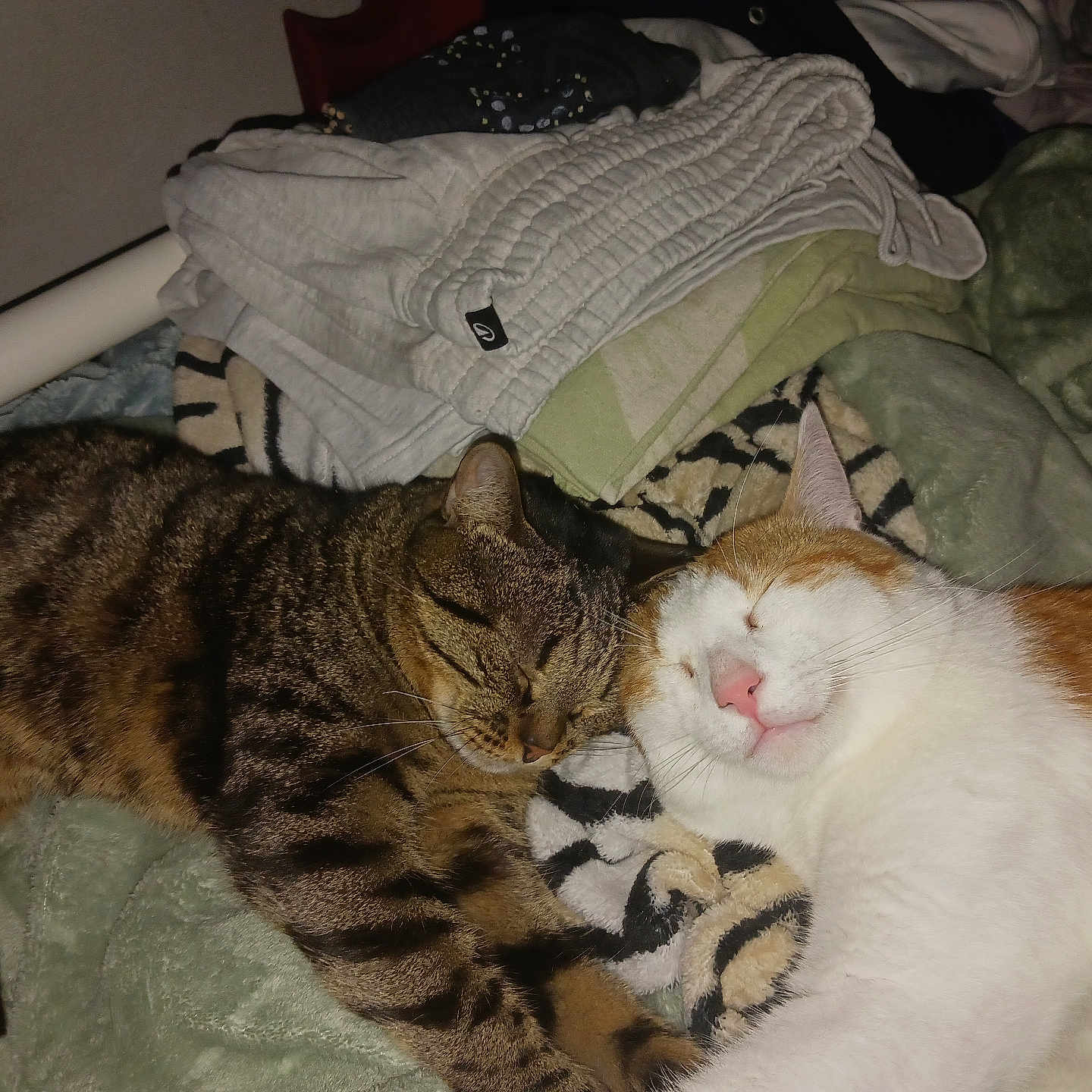 Caramel participe au concours pour gagner de l'argent avec cette photo : animal, bed, blanket, cat, companion, cozy, cute, domestic, folded_clothes, friendship, fur, indoor, orange_and_white_cat, pets, relaxation, resting, sleeping, snuggling, tabby_cat, whiskers